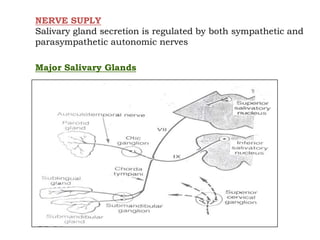 NERVE SUPLY
Salivary gland secretion is regulated by both sympathetic and
parasympathetic autonomic nerves
Major Salivary Glands
 