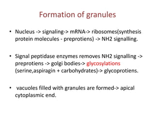 Formation of granules
• Nucleus -> signaling-> mRNA-> ribosomes(synthesis
protein molecules - preprotiens) -> NH2 signalling.
• Signal peptidase enzymes removes NH2 signalling ->
preprotiens -> golgi bodies-> glycosylations
(serine,aspiragin + carbohydrates)-> glycoprotiens.
• vacuoles filled with granules are formed-> apical
cytoplasmic end.
 