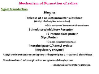 Mechanism of Formation of saliva
Signal Transduction
Stimulus

Release of a neurotransmitter substance
{Acetyl choline/Noradrenaline}
Ext.surface of Secretory Cell membrane
Stimulatory/Inhibitory Receptor
 intermediate protein
GlycoProtein
Inner cytoplasmic surface
Phospholipase C/Adenyl cyclase
{Regulatory enzyme}
Acetyl choline+muscarinic receptorsPhospholipase C Water & electrolytes
Noradrenaline+ adrenergic acinar receptorsAdenyl cyclase
Exocytosis of secretory proteins.
 