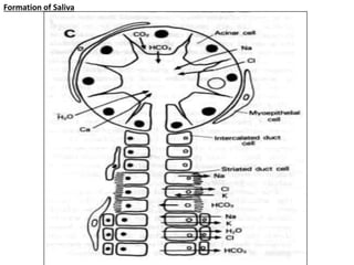Formation of Saliva
 