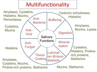 Multifunctionality
Salivary
Functions
Anti-
Bacterial
Buffering
Digestion
Mineral-
ization
Lubricat-
ion &Visco-
elasticity
Tissue
Coating
Anti-
Fungal
Anti-
Viral
Carbonic anhydrases,
Histatins
Amylases,
Mucins, Lipase
Cystatins,
Histatins, Proline-
rich proteins,
Statherins
Mucins, Statherins
Amylases,
Cystatins, Mucins,
Proline-rich proteins, Statherins
Histatins
Cystatins,
Mucins
Amylases, Cystatins,
Histatins, Mucins,
Peroxidases
 