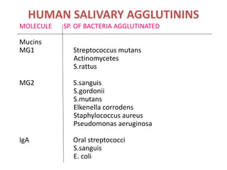 HUMAN SALIVARY AGGLUTININS
MOLECULE SP. OF BACTERIA AGGLUTINATED
Mucins
MG1 Streptococcus mutans
Actinomycetes
S.rattus
MG2 S.sanguis
S.gordonii
S.mutans
Elkenella corrodens
Staphylococcus aureus
Pseudomonas aeruginosa
IgA Oral streptococci
S.sanguis
E. coli
 