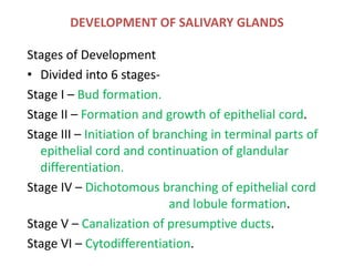 DEVELOPMENT OF SALIVARY GLANDS
Stages of Development
• Divided into 6 stages-
Stage I – Bud formation.
Stage II – Formation and growth of epithelial cord.
Stage III – Initiation of branching in terminal parts of
epithelial cord and continuation of glandular
differentiation.
Stage IV – Dichotomous branching of epithelial cord
and lobule formation.
Stage V – Canalization of presumptive ducts.
Stage VI – Cytodifferentiation.
 