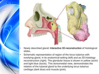 Process Tubaris SALIVA.pptx role of saliva in dentistry seminar | PPTX