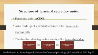 Acinus Functional Unit Comprehensive Overview of Saliva and Salivary Glands in Oral Health | PPTX