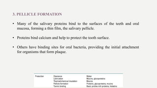 3. PELLICLE FORMATION
• Many of the salivary proteins bind to the surfaces of the teeth and oral
mucosa, forming a thin film, the salivary pellicle.
• Proteins bind calcium and help to protect the tooth surface.
• Others have binding sites for oral bacteria, providing the initial attachment
for organisms that form plaque.
 
