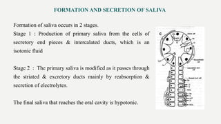 Formation of saliva occurs in 2 stages.
Stage 1 : Production of primary saliva from the cells of
secretory end pieces & intercalated ducts, which is an
isotonic fluid
Stage 2 : The primary saliva is modified as it passes through
the striated & excretory ducts mainly by reabsorption &
secretion of electrolytes.
The final saliva that reaches the oral cavity is hypotonic.
FORMATION AND SECRETION OF SALIVA
 