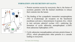 FORMATION AND SECRETION OF SALIVA
• Protein secretion occurs by exocytosis, that is, the fusion of
secretory granules with the luminal membrane to release
their contents into the lumen.
• The binding of the sympathetic transmitter norepinephrine
(NE) to β-adrenergic (β) receptors on the basolateral
membrane activates a heterotrimeric G-protein (Gs), which
in turn activates adenylyl cyclase (AC), catalyzing the
formation of cyclic adenosine monophosphate (cAMP)
from adenosine triphosphate (ATP).
• Cyclic adenosine monophosphate activates protein kinase A
(PKA), which phosphorylates other proteins in a cascade
leading to exocytosis.
Ten Cate’s Oral Histology
 