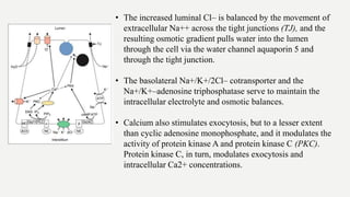 • The increased luminal Cl– is balanced by the movement of
extracellular Na++ across the tight junctions (TJ), and the
resulting osmotic gradient pulls water into the lumen
through the cell via the water channel aquaporin 5 and
through the tight junction.
• The basolateral Na+/K+/2Cl– cotransporter and the
Na+/K+–adenosine triphosphatase serve to maintain the
intracellular electrolyte and osmotic balances.
• Calcium also stimulates exocytosis, but to a lesser extent
than cyclic adenosine monophosphate, and it modulates the
activity of protein kinase A and protein kinase C (PKC).
Protein kinase C, in turn, modulates exocytosis and
intracellular Ca2+ concentrations.
 