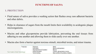 FUNCTIONS OF SALIVA
1. PROTECTION
• Fluid nature of saliva provides a washing action that flushes away non adherent bacteria
and other debris.
• Helps in clearance of sugars from the mouth limits their availability to acidogenic plaque
microorganisms.
• Mucins and other glycoproteins provide lubrication, preventing the oral tissues from
adhering to one another and allowing them to slide easily over one another.
• Mucins also form a barrier against noxious stimuli, microbial toxins, and minor trauma.
Ten Cate’s Oral Histology
 