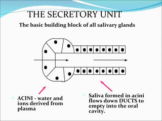 THE SECRETORY UNIT The basic building block of all salivary glands ACINI - water and ions derived from plasma Saliva formed in acini flows down DUCTS to empty into the oral cavity. 