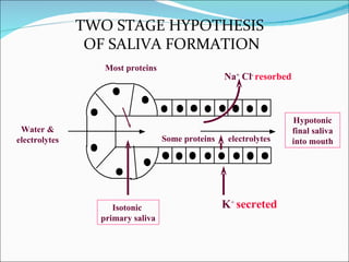 TWO STAGE HYPOTHESIS  OF SALIVA FORMATION Water & electrolytes Isotonic  primary saliva Most proteins Some   proteins   electrolytes Na +  Cl -   resorbed K +   secreted Hypotonic final saliva into mouth 