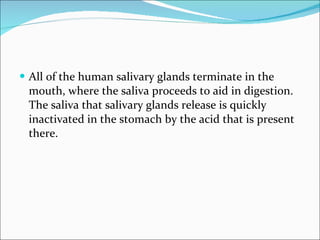 All of the human salivary glands terminate in the mouth, where the saliva proceeds to aid in digestion. The saliva that salivary glands release is quickly inactivated in the stomach by the acid that is present there. 