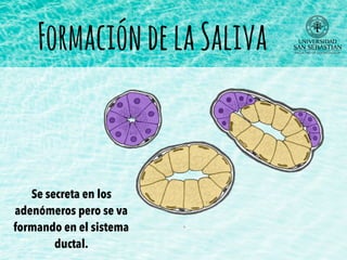 FormacióndelaSaliva
Se secreta en los
adenómeros pero se va
formando en el sistema
ductal.
 