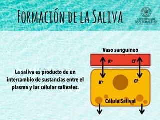 La saliva es producto de un
intercambio de sustancias entre el
plasma y las células salivales.
Vaso sanguíneo
Célula Salival
Cl-
FormacióndelaSaliva
K+
K+ Cl-
 