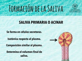 FormacióndelaSaliva
Se forma en células secretoras.
SALIVA PRIMARIA O ACINAR
Isotónica respecto al plasma.
Composición similar al plasma.
Determina el volumen ﬁnal de
saliva.
 