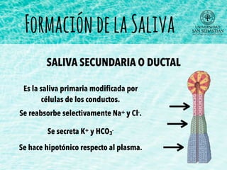 FormacióndelaSaliva
Es la saliva primaria modiﬁcada por
células de los conductos.
SALIVA SECUNDARIA O DUCTAL
Se reabsorbe selectivamente Na+ y Cl-.
Se secreta K+ y HCO3
-
Se hace hipotónico respecto al plasma.
 