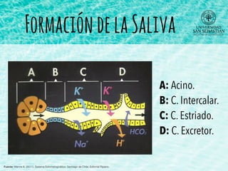 Fuente: Manns A. (2011). Sistema Estomatognático. Santiago de Chile: Editorial Ripano.
A: Acino.
B: C. Intercalar.
C: C. Estriado.
D: C. Excretor.
FormacióndelaSaliva
 