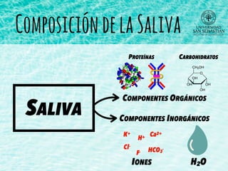 ComposicióndelaSaliva
SALIVA
COMPONENTES ORGÁNICOS
COMPONENTES INORGÁNICOS
PROTEÍNAS CARBOHIDRATOS
K+
HCO3
-
Ca2+
Cl-
H+
F-
H2OIONES
 