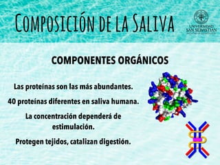 Las proteínas son las más abundantes.
40 proteínas diferentes en saliva humana.
La concentración dependerá de
estimulación.
Protegen tejidos, catalizan digestión.
ComposicióndelaSaliva
COMPONENTES ORGÁNICOS
 