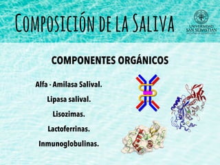 Alfa - Amilasa Salival.
Lipasa salival.
Lisozimas.
Lactoferrinas.
Inmunoglobulinas.
ComposicióndelaSaliva
COMPONENTES ORGÁNICOS
 