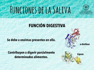 FuncionesdelaSaliva
FUNCIÓN DIGESTIVA
Se debe a enzimas presentes en ella.
Contribuyen a digerir parcialmente
determinados alimentos.
a-Amilasa
Lipasa
 