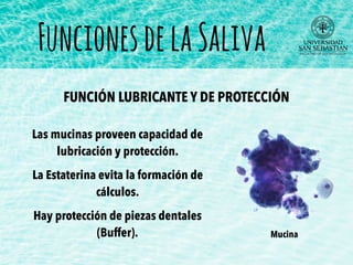FuncionesdelaSaliva
FUNCIÓN LUBRICANTE Y DE PROTECCIÓN
Las mucinas proveen capacidad de
lubricación y protección.
La Estaterina evita la formación de
cálculos.
Hay protección de piezas dentales
(Buffer). Mucina
 