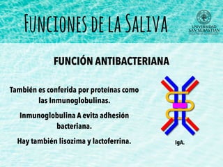 FuncionesdelaSaliva
FUNCIÓN ANTIBACTERIANA
También es conferida por proteínas como
las Inmunoglobulinas.
Inmunoglobulina A evita adhesión
bacteriana.
Hay también lisozima y lactoferrina. IgA.
 