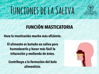 FuncionesdelaSaliva
FUNCIÓN MASTICATORIA
Hace la masticación mucho más eﬁciente.
El alimento es bañado en saliva para
humedecerlo y hacer más fácil la
trituración y molienda de éstos.
Contribuye a la formación del bolo
alimenticio.
 