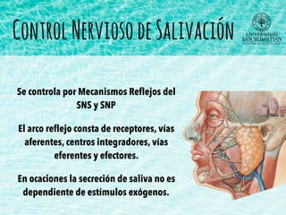 ControlNerviosodeSalivación
Se controla por Mecanismos Reﬂejos del
SNS y SNP
El arco reﬂejo consta de receptores, vías
aferentes, centros integradores, vías
eferentes y efectores.
En ocaciones la secreción de saliva no es
dependiente de estímulos exógenos.
 