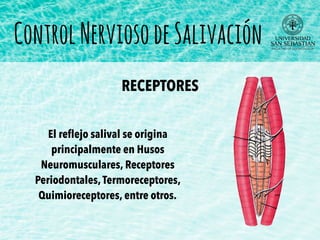 El reﬂejo salival se origina
principalmente en Husos
Neuromusculares, Receptores
Periodontales,Termoreceptores,
Quimioreceptores, entre otros.
RECEPTORES
ControlNerviosodeSalivación
 