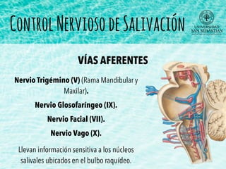Nervio Trigémino (V) (Rama Mandibular y
Maxilar).
Nervio Glosofaríngeo (IX).
Nervio Facial (VII).
Nervio Vago (X).
VÍAS AFERENTES
Llevan información sensitiva a los núcleos
salivales ubicados en el bulbo raquídeo.
ControlNerviosodeSalivación
 