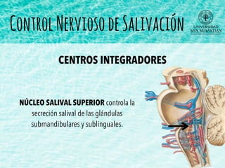 NÚCLEO SALIVAL SUPERIOR controla la
secreción salival de las glándulas
submandibulares y sublinguales.
CENTROS INTEGRADORES
ControlNerviosodeSalivación
 