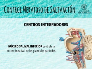 NÚCLEO SALIVAL INFERIOR controla la
secreción salival de las glándulas parótidas.
CENTROS INTEGRADORES
ControlNerviosodeSalivación
 