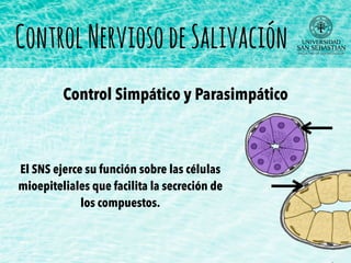 El SNS ejerce su función sobre las células
mioepiteliales que facilita la secreción de
los compuestos.
Control Simpático y Parasimpático
ControlNerviosodeSalivación
 