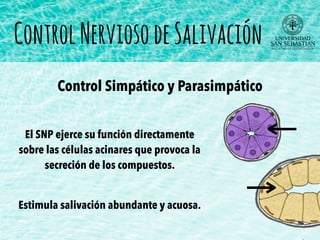 El SNP ejerce su función directamente
sobre las células acinares que provoca la
secreción de los compuestos.
Estimula salivación abundante y acuosa.
Control Simpático y Parasimpático
ControlNerviosodeSalivación
 
