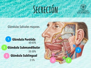 Secreción
Glándulas Salivales mayores.
Glándula Parótida
Glándula Submandibular
Glándula Sublingual
1
2
3
3 2
1
60-65%
20-30%
2-5%
 