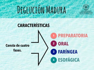 Consta de cuatro
fases.
DegluciónMadura
CARACTERÍSTICAS
PREPARATORIA
ORAL
FARÍNGEA
ESOFÁGICA
1
2
3
4
 