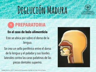 En el caso de bolo alimenticio
Este se ubica por sobre el dorso de la
lengua.
Se crea un sello periférico entre el dorso
de la lengua y el paladar y sus bordes
laterales contra las caras palatinas de las
piezas dentales superiro.
DegluciónMadura
Fuente: Manns A. (2011). Sistema Estomatognático. Santiago de Chile: Editorial Ripano.
PREPARATORIA1
 