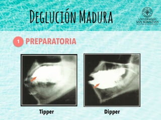 DegluciónMadura
PREPARATORIA1
Tipper Dipper
 