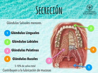 Secreción
3
2
1
4
Glándulas Linguales
Glándulas Labiales
Glándulas Palatinas
Glándulas Bucales
1
2
3
4
5-10% de saliva total
Glándulas Salivales menores.
Contribuyen a la lubricación de mucosas
 