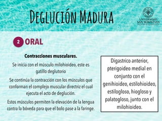 Contracciones musculares.
Se inicia con el músculo milohioideo, este es
gatillo deglutorio
Se continúa la contracción con los músculos que
conforman el complejo muscular directriz el cual
ejecuta el acto de deglución.
Estos músculos permiten la elevación de la lengua
contra la bóveda para que el bolo pase a la faringe.
DegluciónMadura
Digastrico anterior,
pterigoideo medial en
conjunto con el
genihioideo, estilohioideo,
estilogloso, hiogloso y
palatogloso, junto con el
milohioideo.
ORAL2
 