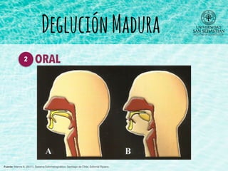 DegluciónMadura
Fuente: Manns A. (2011). Sistema Estomatognático. Santiago de Chile: Editorial Ripano.
ORAL2
 