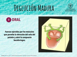 DegluciónMadura
Fuente: Manns A. (2011). Sistema Estomatognático. Santiago de Chile: Editorial Ripano.
ORAL2
Fuerzas ejercidas por los músculos
que permite la elevación del velo del
paladar y abrir la compuerta
bucofaríngea.
 