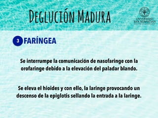 Se interrumpe la comunicación de nasofaringe con la
orofaringe debido a la elevación del paladar blando.
Se eleva el hioides y con ello, la laringe provocando un
descenso de la epiglotis sellando la entrada a la laringe.
DegluciónMadura
FARÍNGEA3
 