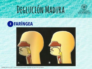 DegluciónMadura
FARÍNGEA3
Fuente: Manns A. (2011). Sistema Estomatognático. Santiago de Chile: Editorial Ripano.
 