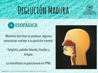 Mientras ésta fase se produce, algunas
estructuras vuelven a su posición normal.
Epíglotis, paladar blando, hioides y
lengua.
La mandíbula se posicionará en PPM.
DegluciónMadura
ESOFÁGICA4
Fuente: Manns A. (2011). Sistema Estomatognático. Santiago de Chile: Editorial Ripano.
 