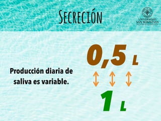 Secreción
Producción diaria de
saliva es variable.
0,5 L
1 L
 