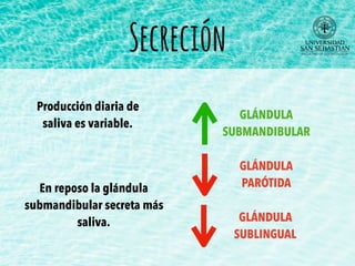 Secreción
Producción diaria de
saliva es variable.
En reposo la glándula
submandibular secreta más
saliva.
GLÁNDULA
SUBMANDIBULAR
GLÁNDULA
PARÓTIDA
GLÁNDULA
SUBLINGUAL
 