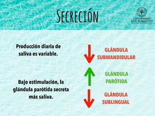 Secreción
Producción diaria de
saliva es variable.
Bajo estimulación, la
glándula parótida secreta
más saliva.
GLÁNDULA
SUBMANDIBULAR
GLÁNDULA
PARÓTIDA
GLÁNDULA
SUBLINGUAL
 